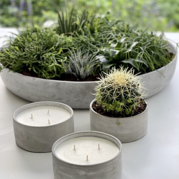 Succulent in a Stone Holder